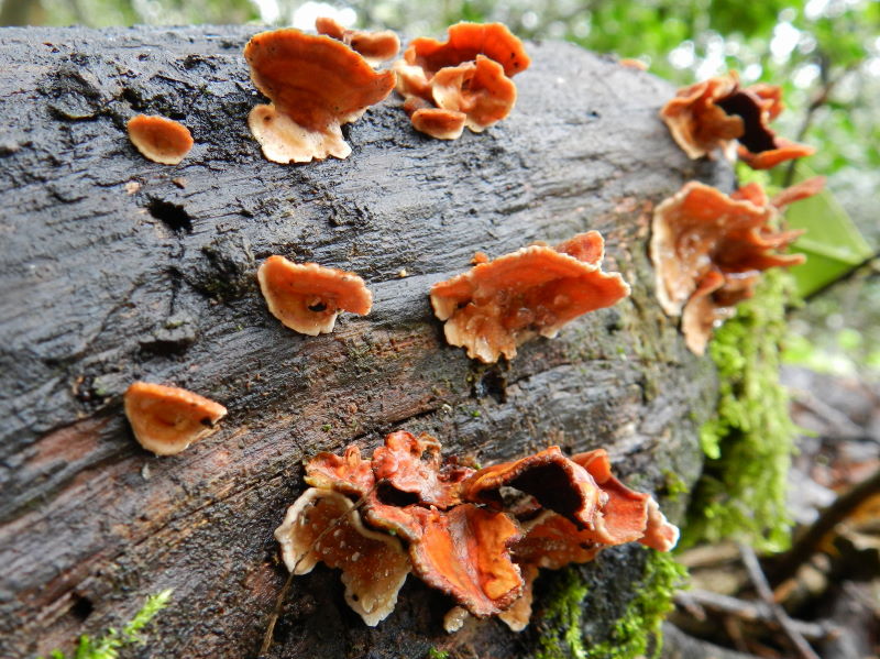 Stereum sp. (Stereum insignitum)